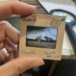 Giraffe <br> L’incredibile storia della zoologa Anne Innis Dagg